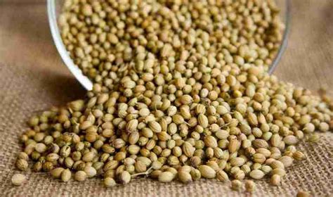 Coriander Seeds - Benefits - Side effects - Herbs Science