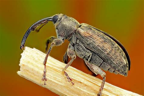 Acorn Weevil. Weevils, Macro Photos, Naturalist, Acorn, Moth, Insects ...