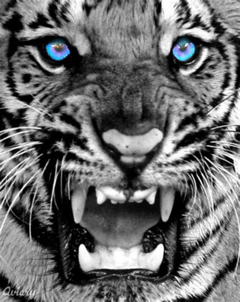 Amazing White Tigers With Blue Eyes ~ Wallpaper & Pictures