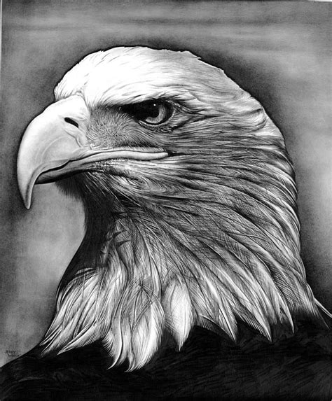 Pencil Drawing Bald Eagle - pencildrawing2019