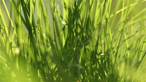 "Grass Macro" Images – Browse 238 Stock Photos, Vectors, and Video ...