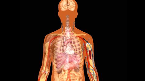 14+ Picture Of Human Heart In Body | Robhosking Diagram