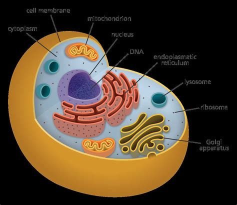 Understanding Animal Cell Structures: A Comprehensive Label Diagram