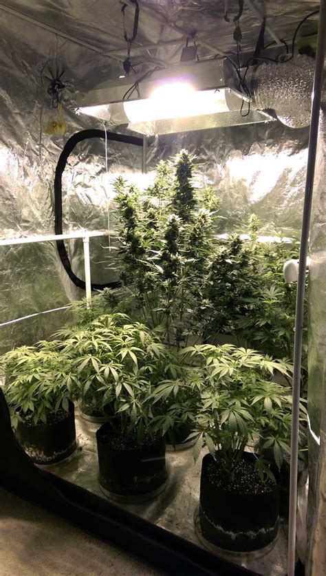 Complete Guide to Grow Tents for Cannabis | Grow Weed Easy