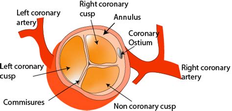 Aortic Valve Anatomy Diagram