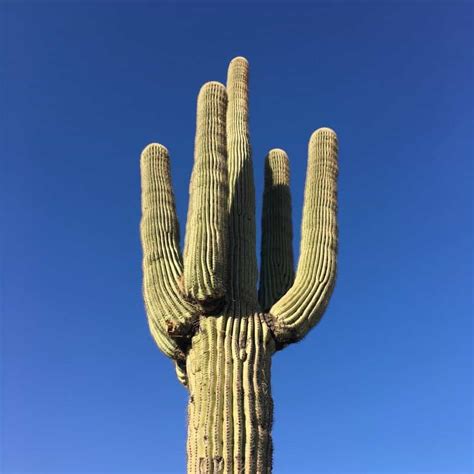 15 Tall Cactus Plants With Names - CactusWay