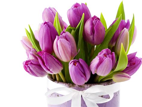 Tulip Flower Bouquet Images Hd | Best Flower Site