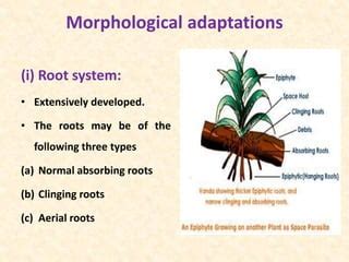 Epiphytes | PPT