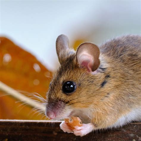 Rat Pest Control Indianapolis - #1 Rat Exterminator Near Me