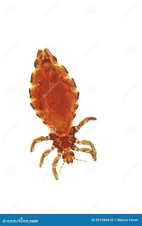 A Photomicrograph of a Human Louse Under the Microscope Stock Photo ...