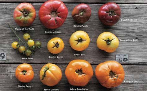 From heirlooms to new grafted varieties, there's a tomato to suit every ...