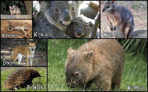 All Australian Animals Names