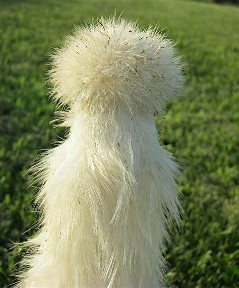 White Silkie Chicken Photograph by Fern Cardinal | Fine Art America