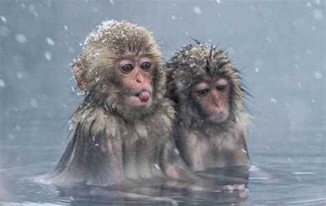 Cute macaque monkeys enjoy the hot springs in snowy conditions in Japan ...