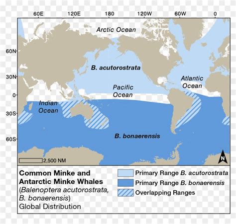 Minke Whale Global Distribution - Antarctic Minke Whale Migration Map ...