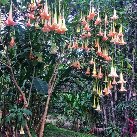 Angel's Trumpet Is an Early Fall Bloomer