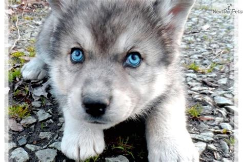 Alaskan Malamute Wolf Mix Price - Pets Lovers