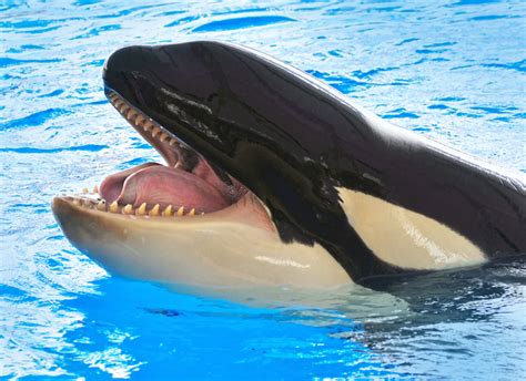 Killer Whales Learn How to Speak Dolphin | Live Science