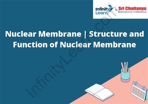 Nuclear Membrane | Structure and Function of Nuclear Membrane ...