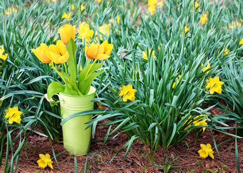 jinx synergy: Flowers In Season March Sydney : March Wedding Flowers ...