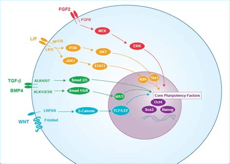 Cancer Cell Signaling Pathways