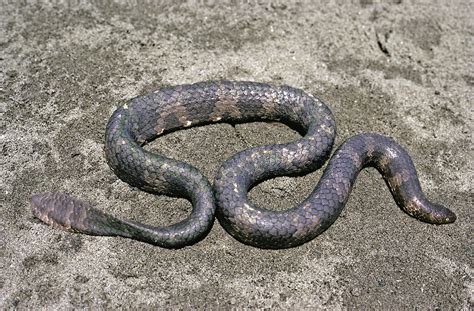 Australian endangered species: Sea snakes