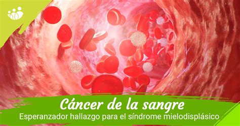 Consiguen revertir una causa del cáncer de la sangre asociado a la edad