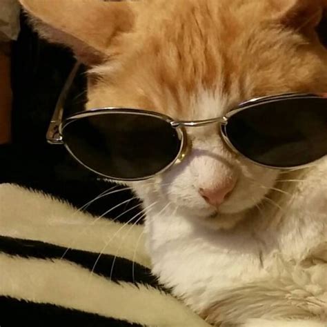 cat with sunglasses meme - Nicol Harman