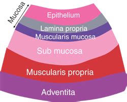 Oral: The Histology Guide