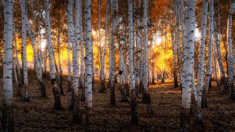 15 Birch Forest in Autumn Wallpapers - Wallpaperboat