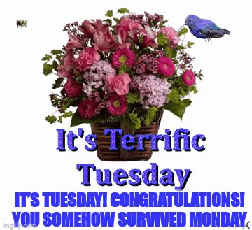 Terrific Tuesday GIF - Terrific tuesday - Discover & Share GIFs