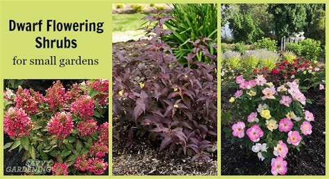 Dwarf Flowering Shrubs for Small Gardens and Landscapes