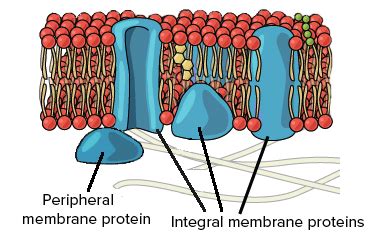 Cell Membrane Diagram Labeled