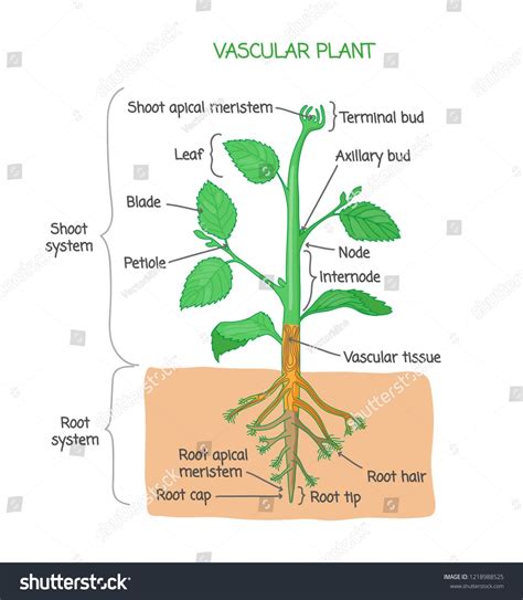 Vascular System in Plants - ZarakruwMann