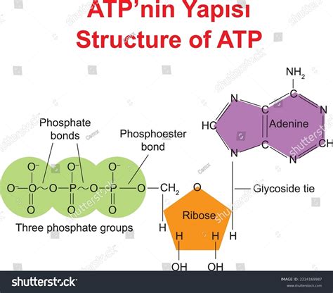 Atp Molecule Animation