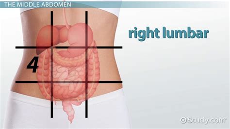 The 9 Regions of the Abdomen - Video & Lesson Transcript | Study.com