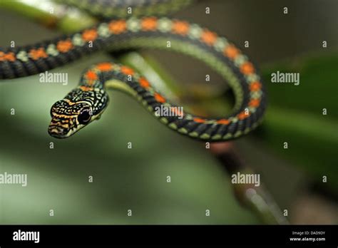 Paradise tree snake, Paradise flying Snake (Chrysopelea paradisi), on ...