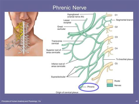 Phrenic Nerve Injury Symptoms | The Spinal Cord & Spinal Nerves Lecture ...