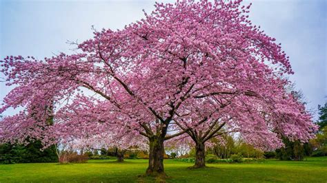 Cherry Blossom Tree Summer