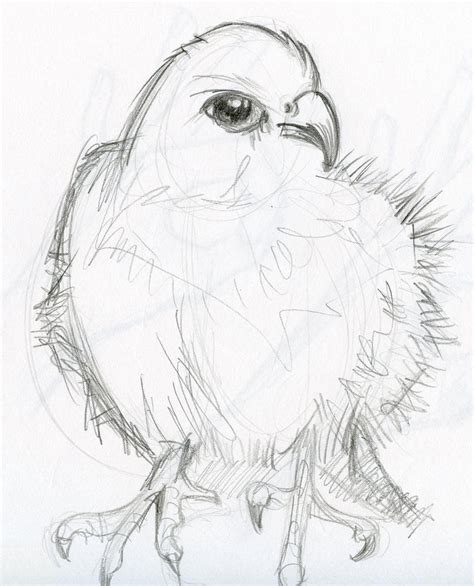 Pencil sketch: Animals by phebron on DeviantArt