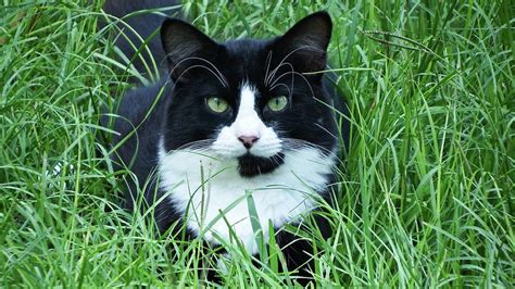 Black and White Cat with Green Eyes Photograph by Cathy Harper