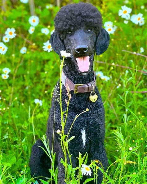 Blue Poodle: Appearance, Genetics & Facts (With Pictures)