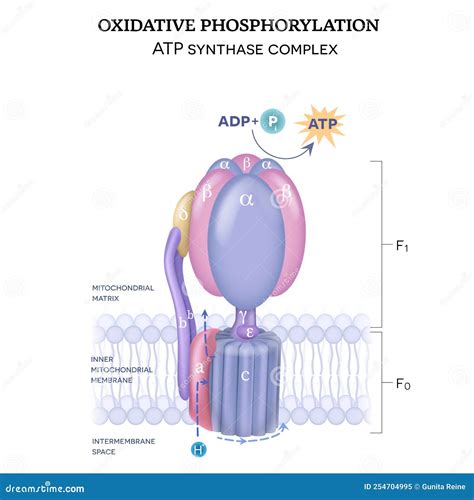 ATP Synthase Complex Cartoon Vector | CartoonDealer.com #254704995