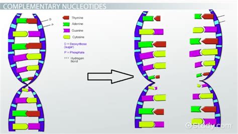 RNA Primer | Definition & Function - Lesson | Study.com