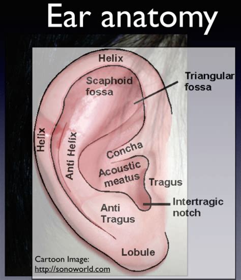 Ear Lacerations, Part I – Closing the Gap