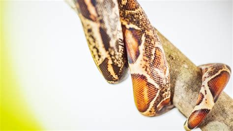 Python Snake Average Size - Snakesofland.com