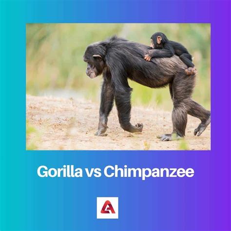 Gorilla vs Chimpanzee: Difference and Comparison