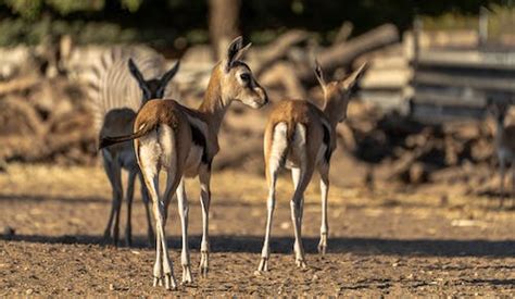 Deer Fawns Photos, Download The BEST Free Deer Fawns Stock Photos & HD ...