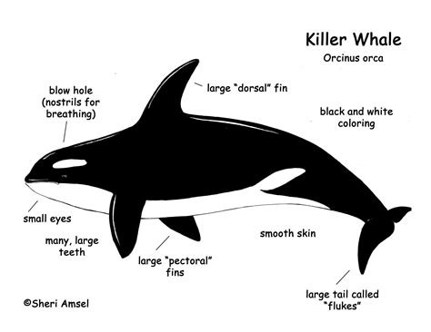 Parts Of A Whale Diagram