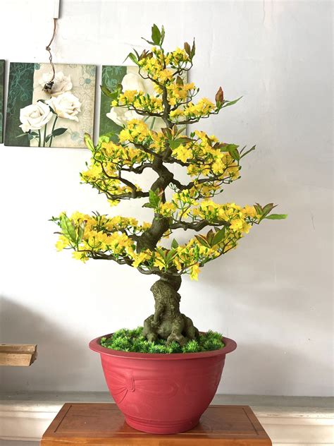 Chậu Hoa Mai Bonsai Giả Cao 1m25 Trang Trí Tết– NOLULU.COM